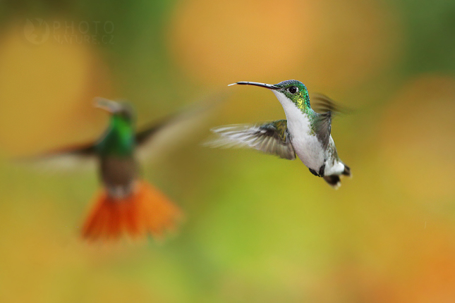 Andean Emerald 