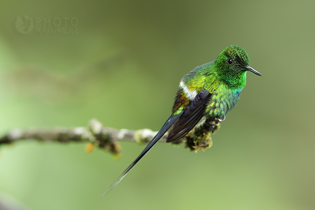 Green Thorntail 