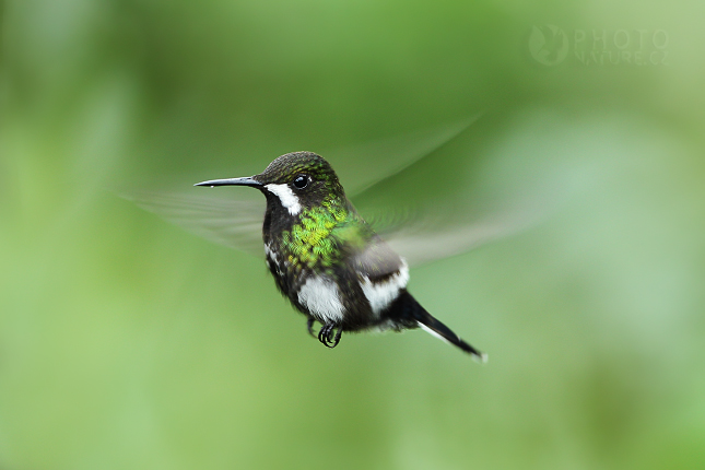 Green Thorntail