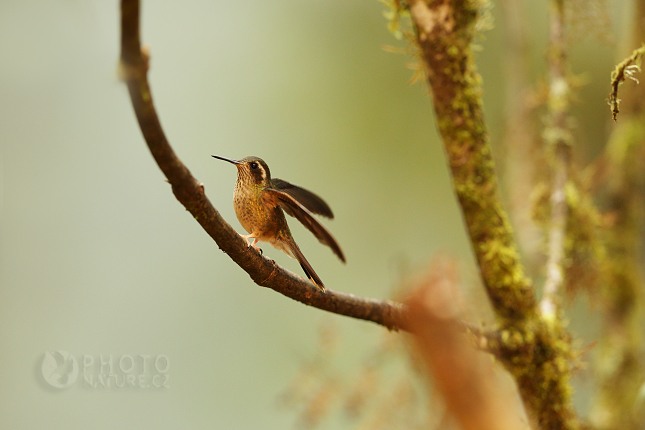 Speckled Hummingbird 