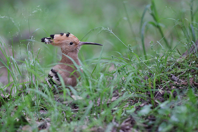 Hoopoe 