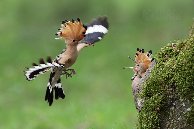 Hoopoe 