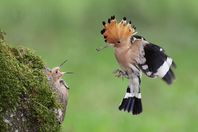 Hoopoe 