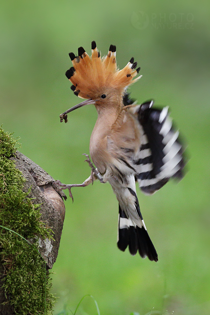 Hoopoe 