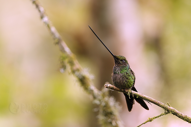 Sword-billed Hummingbird