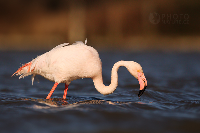 Greater Flamingo