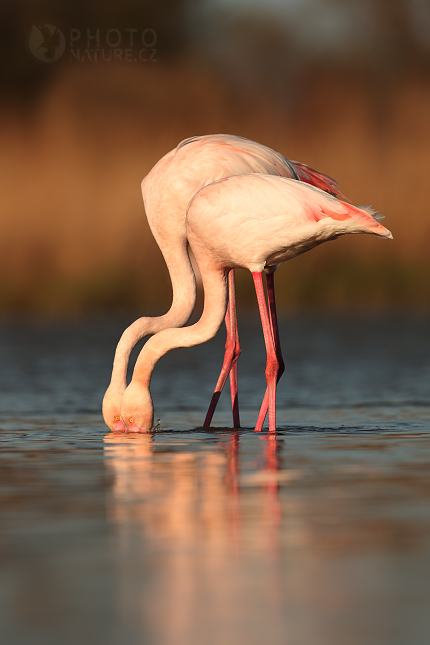 Greater Flamingo