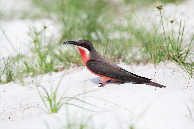 Rosy Bee-eater