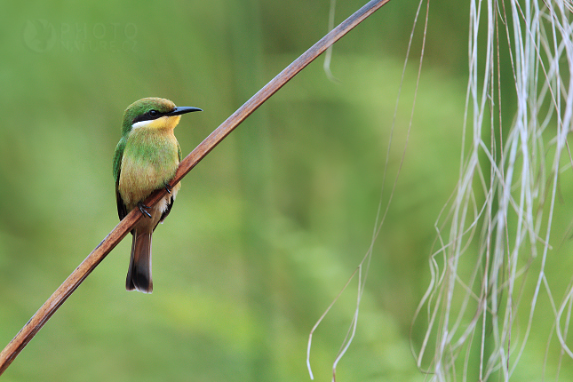 Blue-breasted Bee-eater 