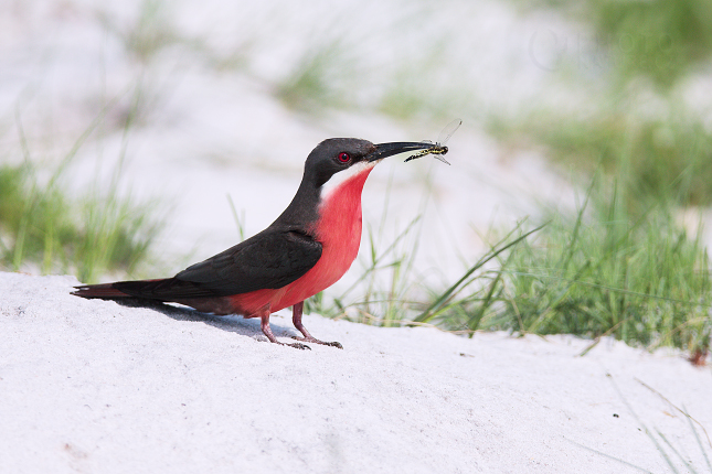 Rosy Bee-eater