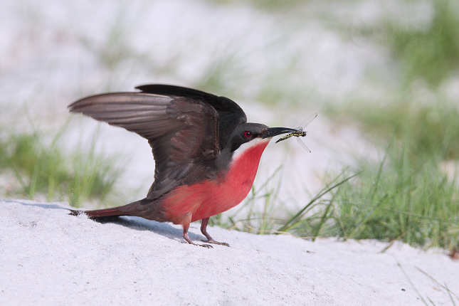 Rosy Bee-eater