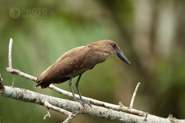 Hamerkop  