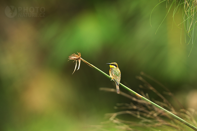 Blue-breasted Bee-eater 