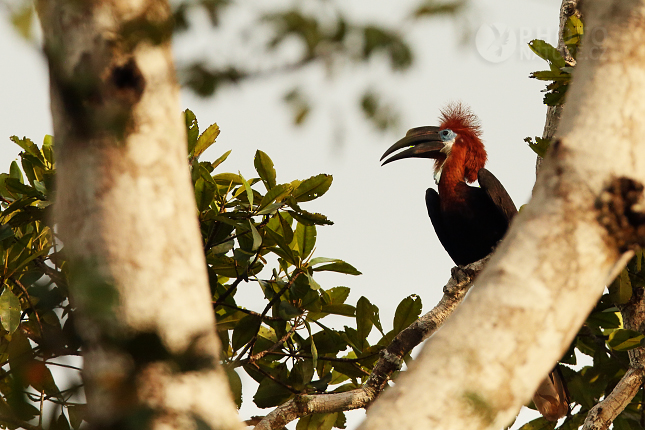 Black-casqued hornbill