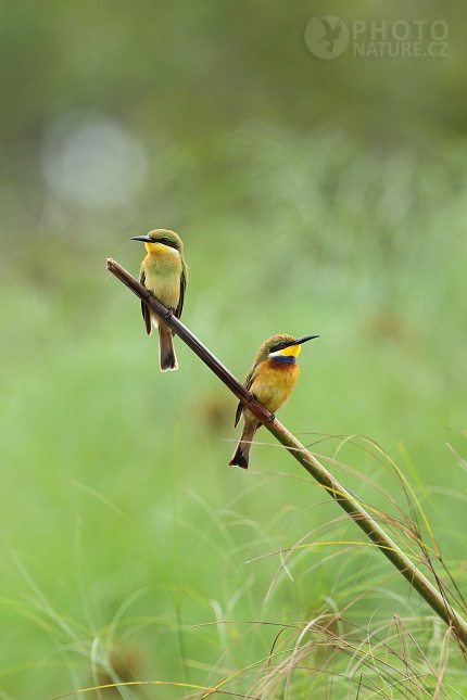 Blue-breasted Bee-eater 