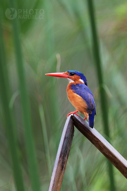 Malachite Kingfisher 