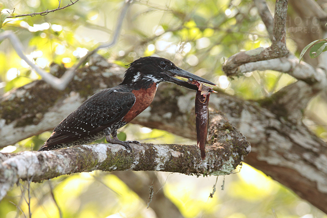 Giant Kingfisher 