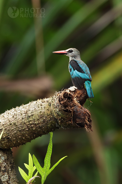 Blue-breasted Kingfisher 