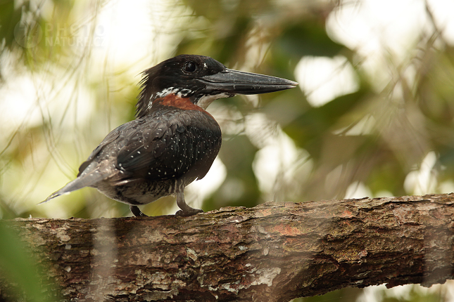 Giant Kingfisher 