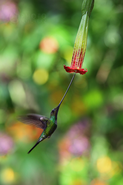 Sword-billed Hummingbird