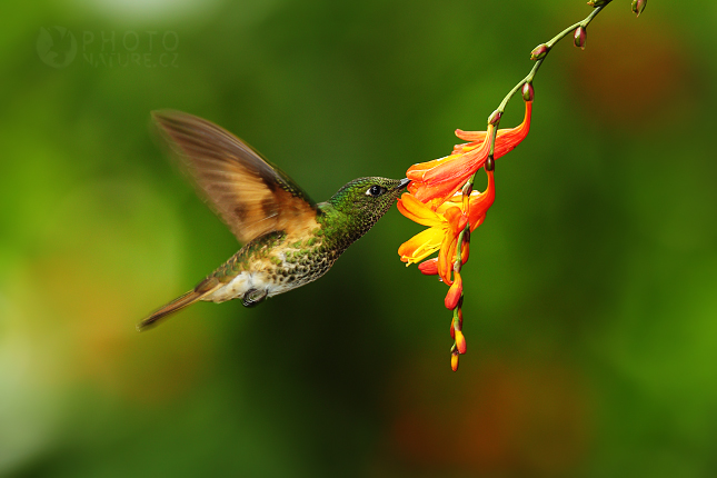 Buff-tailed Coronet