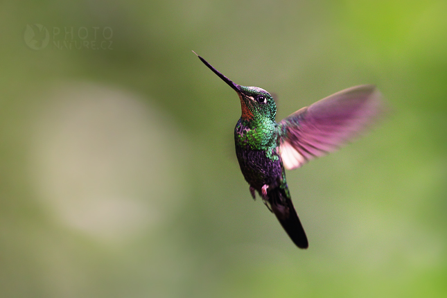 Buff-Winged Starfrontlet