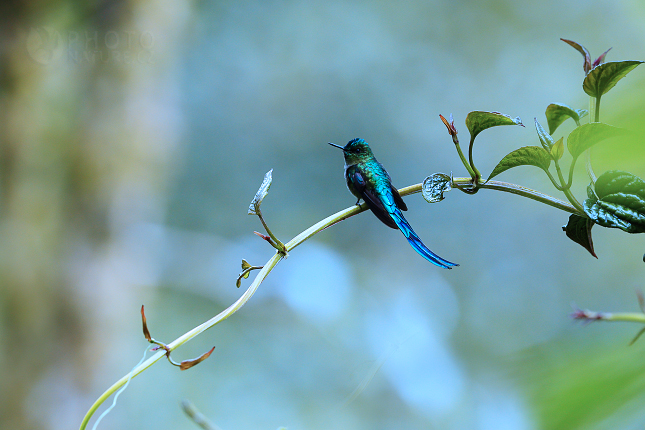 Long-tailed Sylph 