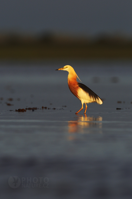 Javan Pond Heron