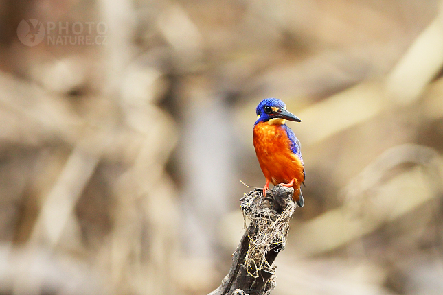 Blue-eared Kingfisher