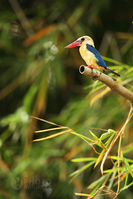 Stork-billed Kingfisher 