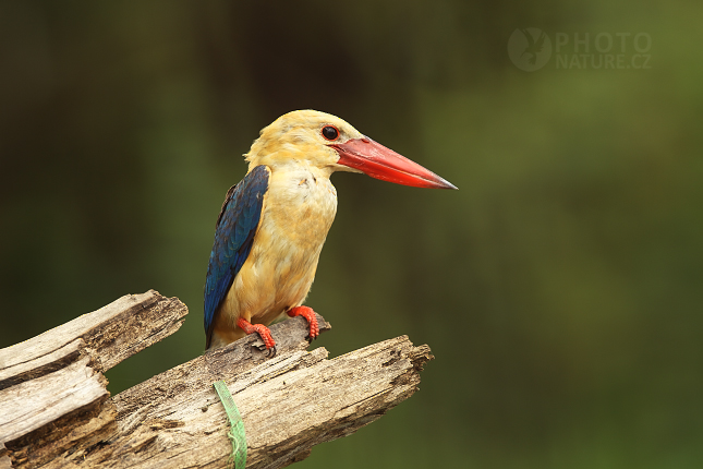 Stork-billed Kingfisher 