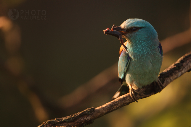 European Roller