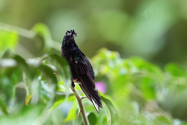 Velvet-purple Coronet 