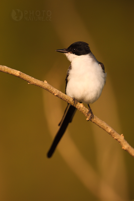 Eastern Kingbird