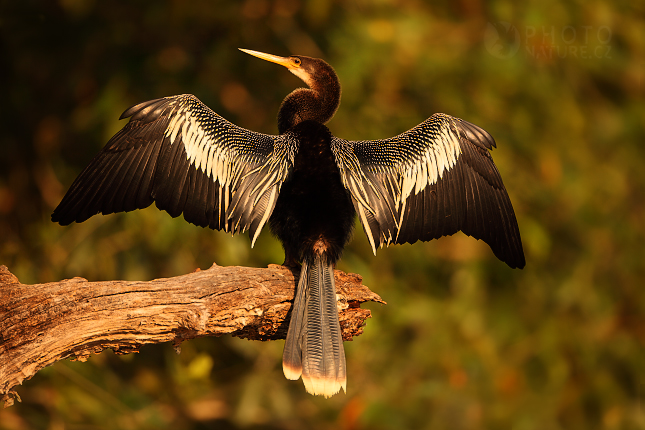 Anhinga