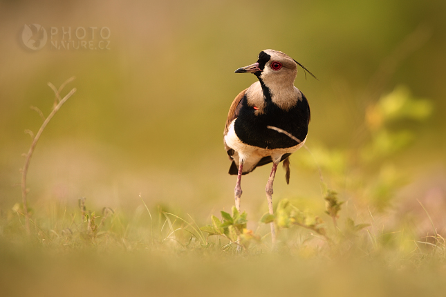 Southern Lapwing