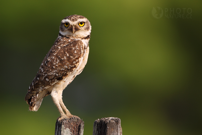 Burrowing Owl