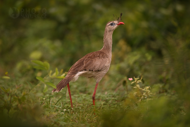 Red-legged Seriema