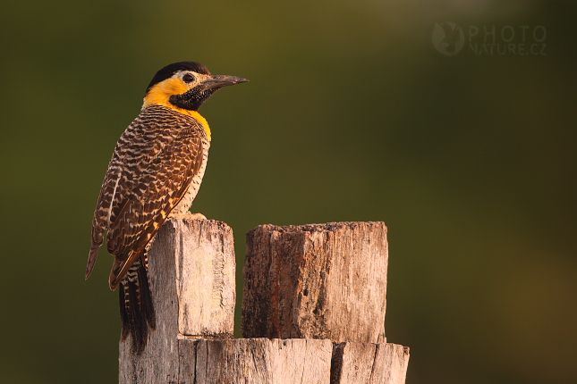 Campo Flicker