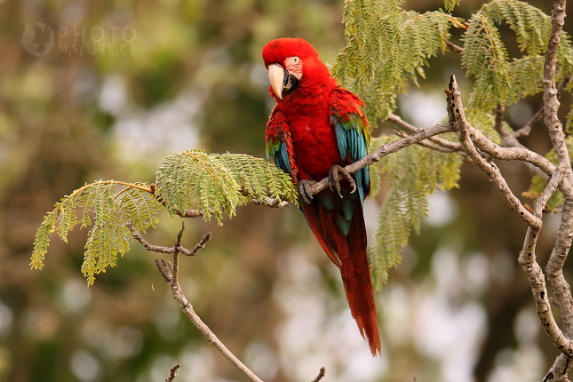 Red-and-green Macaw