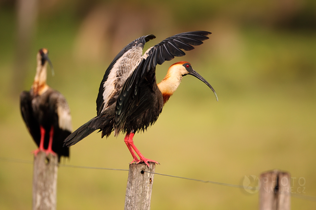 Buff-necked Ibis