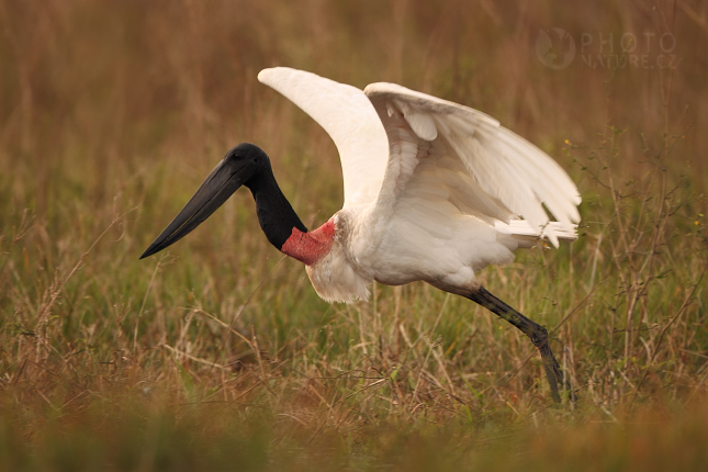 Jabiru stork