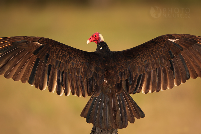 Turkey vulture (Cathartes aura), Pantanal