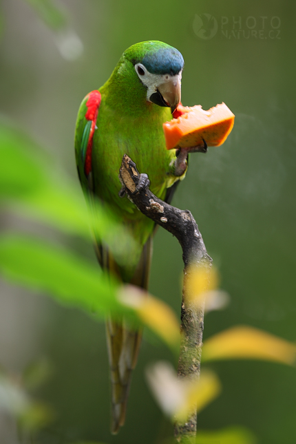 Red-shouldered Macaw