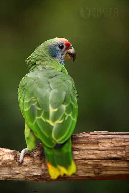 Red-tailed Parrot