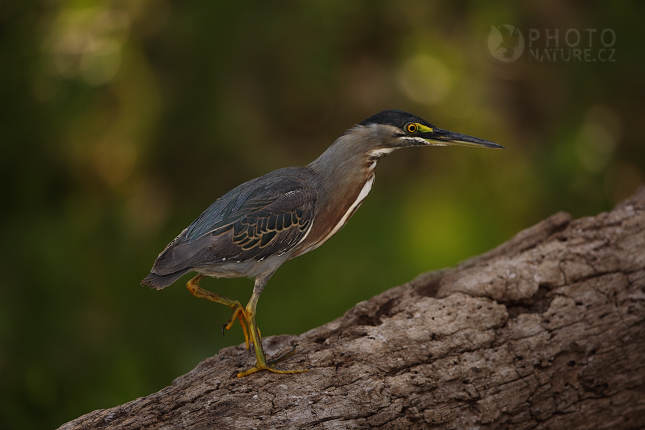 Green Heron