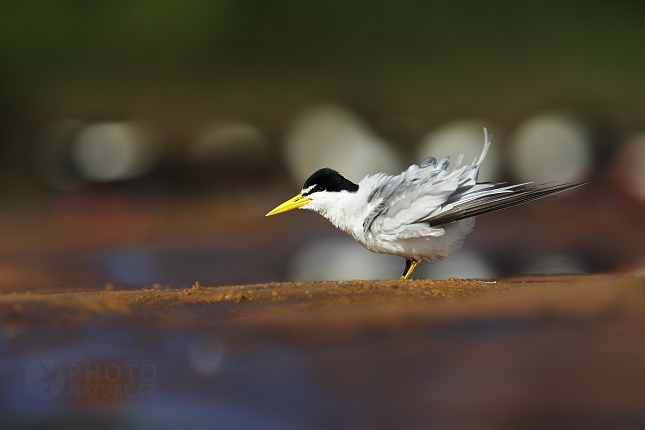 Yellow-Billed Tern 