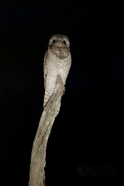 Common Potoo