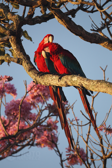 Red-and-green Macaw