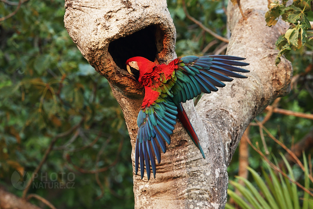 Red-and-green Macaw